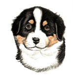 Bernese Mountain Dog Puppy